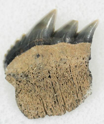 Fossil Cow Shark (Notorynchus) Tooth - Maryland #24268